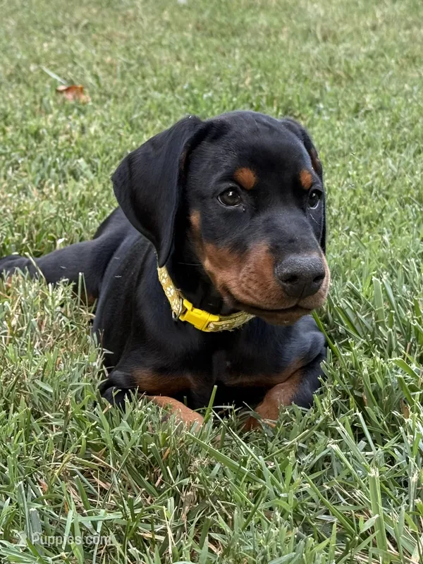 Yellow Collar Female  – Doberman Pinscher puppy for sale in Newton, NC