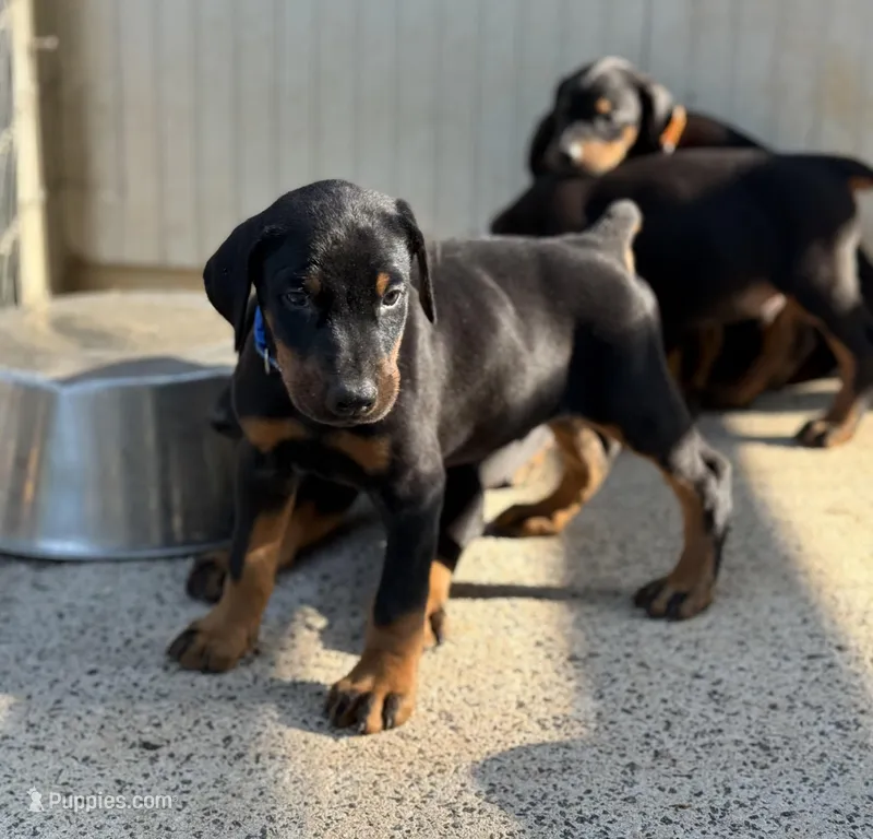 Blue Collar Male – Doberman Pinscher puppy for sale in Newton, NC