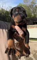 Black Collar Male, a male Doberman Pinscher for sale in Newton, NC – Photo 3 of 10