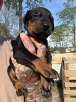 Blue Collar Male, a male Doberman Pinscher for sale in Newton, NC – Photo 2 of 10