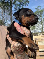 Blue Collar Male, a male Doberman Pinscher for sale in Newton, NC – Photo 1 of 10