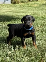 Blue Collar Male, a male Doberman Pinscher for sale in Newton, NC – Photo 10 of 10