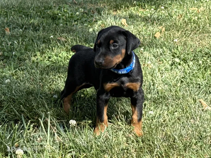 Blue Collar Male – Doberman Pinscher puppy for sale in Newton, NC