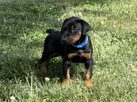 Blue Collar Male, a male Doberman Pinscher for sale in Newton, NC – Photo 1 of 10