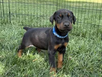 Blue Collar Male, a male Doberman Pinscher for sale in Newton, NC – Photo 3 of 10