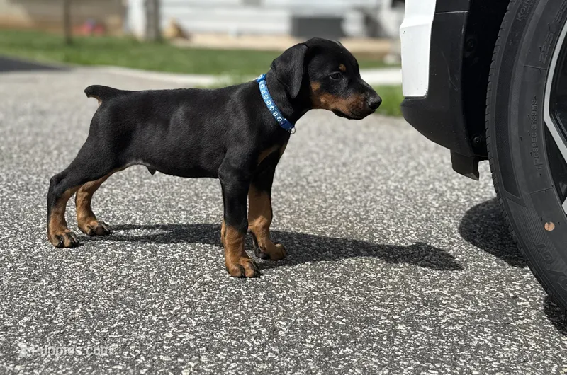 Blue Collar Male – Doberman Pinscher puppy for sale in Newton, NC