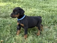 Blue Collar Male, a male Doberman Pinscher for sale in Newton, NC – Photo 2 of 10