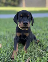 Yellow Collar Female Euro 2, a female Doberman Pinscher for sale in Newton, NC – 5 of 9
