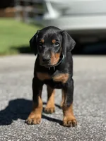 Blue Collar Boy , a male Doberman Pinscher for sale in Newton, NC – 4 of 10