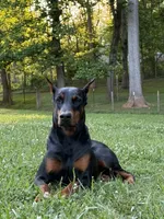 Male 2, a male Doberman Pinscher for sale in Newton, NC – 4 of 10