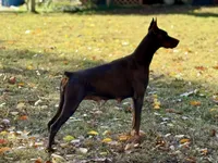 Male Euro 1, a male Doberman Pinscher for sale in Newton, NC – 6 of 9