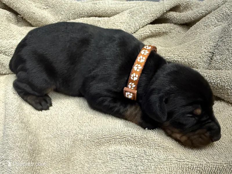 Male Euro 1 – Doberman Pinscher puppy for sale in Newton, NC