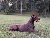 Male Euro 1, a male Doberman Pinscher for sale in Newton, NC – 7 of 9