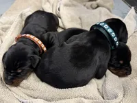 Male Euro 1, a male Doberman Pinscher for sale in Newton, NC – 2 of 9