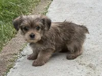 Yorkie Male 1, a male Yorkshire Terrier for sale in Newton, NC – 2 of 5