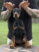 Purple Collar European Female , a female Doberman Pinscher for sale in Newton, NC – 4 of 10