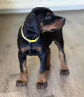 Yellow Collar Female Euro 2, a female Doberman Pinscher for sale in Newton, NC – 3 of 9