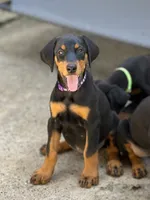 Female 1, a female Doberman Pinscher for sale in Newton, NC – 1 of 8