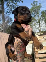 Red Collar Male, a male Doberman Pinscher for sale in Newton, NC – Photo 1 of 10