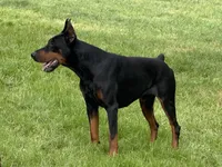 Red Collar Male, a male Doberman Pinscher for sale in Newton, NC – Photo 8 of 10