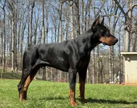 Red Collar Male, a male Doberman Pinscher for sale in Newton, NC – Photo 9 of 10