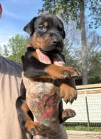 Red Collar Male, a male Doberman Pinscher for sale in Newton, NC – Photo 2 of 10