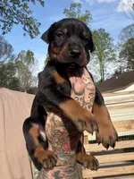 Red Collar Male, a male Doberman Pinscher for sale in Newton, NC – Photo 3 of 10