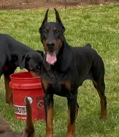 Red Collar Male, a male Doberman Pinscher for sale in Newton, NC – Photo 10 of 10