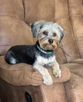 Yorkie Female 2, a female Yorkshire Terrier for sale in Newton, NC – 5 of 5