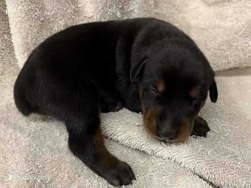Female 1 – Doberman Pinscher puppy for sale in Newton, NC