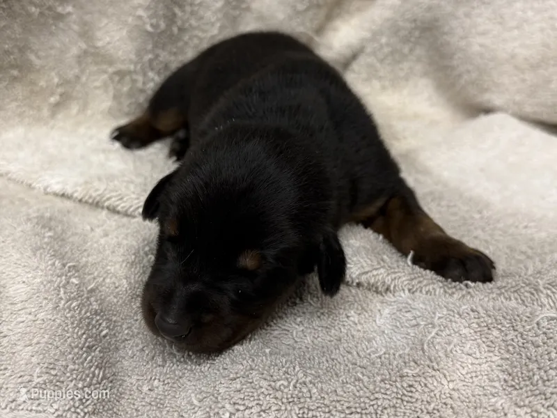 Female 2 – Doberman Pinscher puppy for sale in Newton, NC