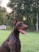 Purple Collar European Female , a female Doberman Pinscher for sale in Newton, NC – 8 of 10