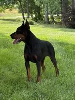 Male Euro 4 Maroon Collar , a male Doberman Pinscher for sale in Newton, NC – 6 of 10