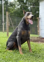 Female 3, a female Doberman Pinscher for sale in Newton, NC – 6 of 10