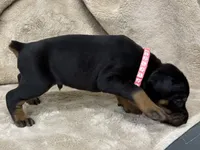 Male Euro 4 Maroon Collar , a male Doberman Pinscher for sale in Newton, NC – 3 of 10