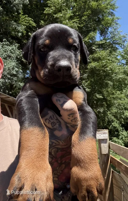 Male Euro 4 Maroon Collar  – Doberman Pinscher puppy for sale in Newton, NC