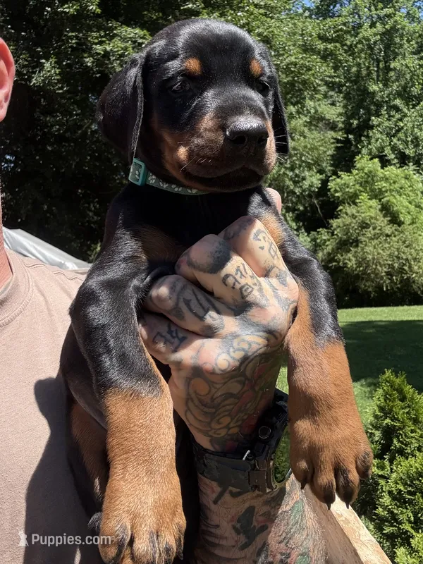 Male Euro 3 Blue Collar  – Doberman Pinscher puppy for sale in Newton, NC