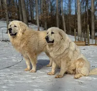 Male 3, a male Great Pyrenees for sale in Newton, NC – Photo 4 of 9