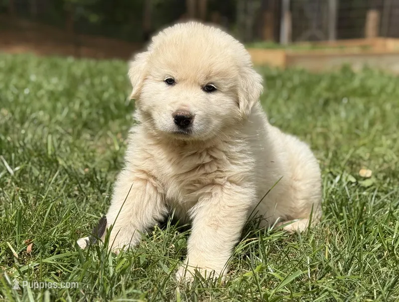 Male 3 – Great Pyrenees puppy for sale in Newton, NC