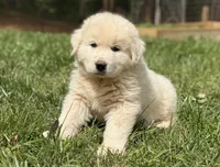 Male 3, a male Great Pyrenees for sale in Newton, NC – Photo 1 of 9