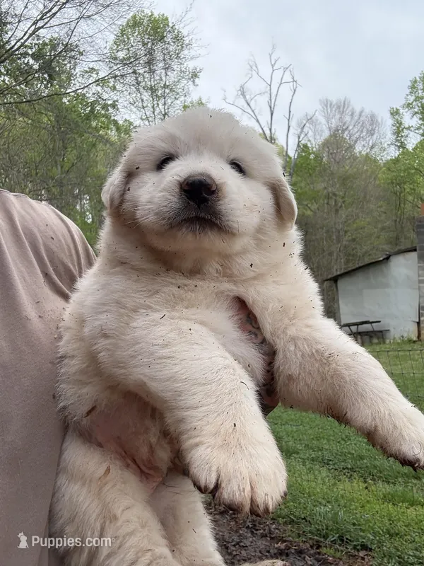 Male 3 – Great Pyrenees puppy for sale in Newton, NC