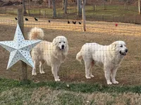 Male 3, a male Great Pyrenees for sale in Newton, NC – Photo 5 of 9