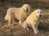 Male 3, a male Great Pyrenees for sale in Newton, NC – Photo 7 of 9