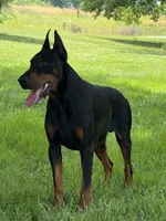 Yellow Collar Female Euro 2, a female Doberman Pinscher for sale in Newton, NC – 7 of 10