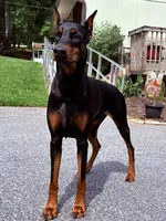 Male 4, a male Doberman Pinscher for sale in Newton, NC – 7 of 10