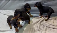 Female 3, a female Doberman Pinscher for sale in Newton, NC – 4 of 10