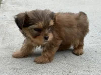 Yorkie Female 1, a female Yorkshire Terrier for sale in Newton, NC – 2 of 5