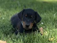 Blue Collar Boy , a male Doberman Pinscher for sale in Newton, NC – 2 of 10