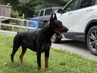 Male Euro 4 Maroon Collar , a male Doberman Pinscher for sale in Newton, NC – 5 of 10