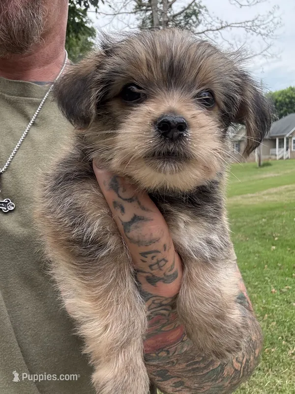 Yorkie Male 1 – Yorkshire Terrier puppy for sale in Newton, NC